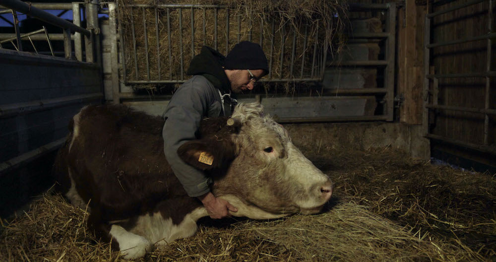 Cyrille, agriculteur, 30 ans, 20 vaches, du lait, du beurre, des dettes film documentaire documentary movie
