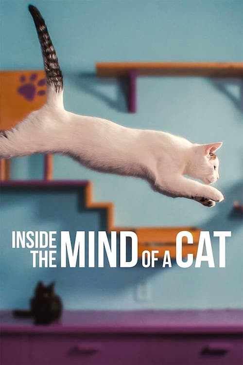 Notre langue aux chats film documentaire affiche réalisé par Andy Mitchell